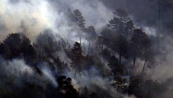 Барбекю заканчивается лесным пожаром
